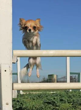Chihuahua training for agility Fotos de archivo