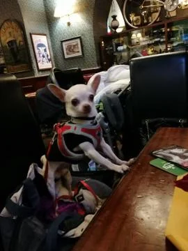 Chihuahua in un pub aspettando da bere Stock Photos