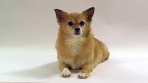 Chihuahua on white background Stock Footage 72626398