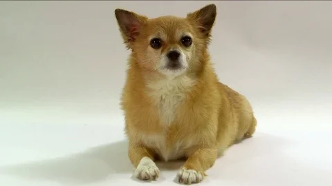 Chihuahua on white background Stock Footage 72626406