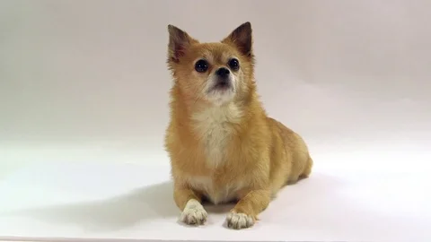 Chihuahua on white background Stock Footage 72626639