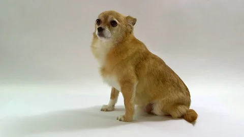 Chihuahua on white background Video stock 72626792