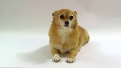 Chihuahua on white background Stock Footage 72626893