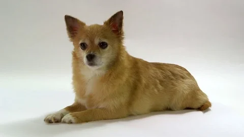 Chihuahua on white background Stock Footage 72627349