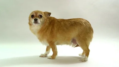 Chihuahua on white background Stock Footage 72627607