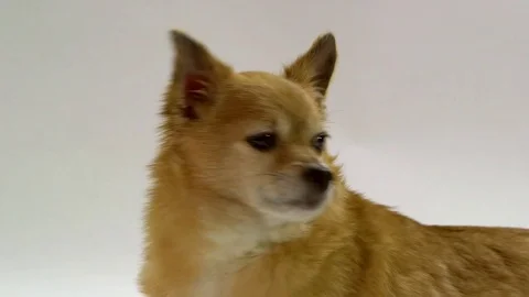 Chihuahua on white background Video stock 72627623
