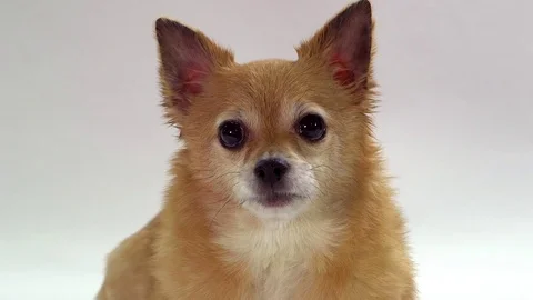 Chihuahua on white background Stock Footage 72723738