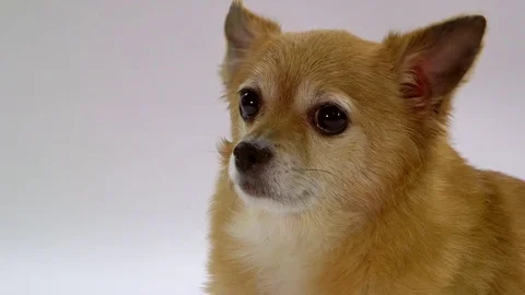 Chihuahua on white background Stock Footage 72741005