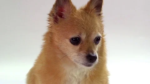 Chihuahua on white background Stock-Footage 72741095