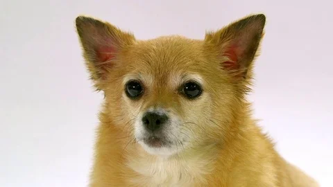 Chihuahua on white background Stock Footage 72742129