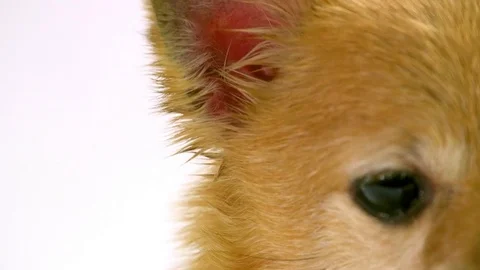 Chihuahua on white background Video stock 72742239