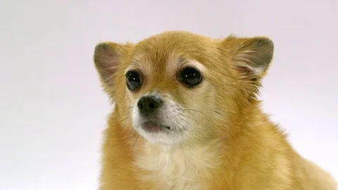 Chihuahua on white background Stock Footage 72744078