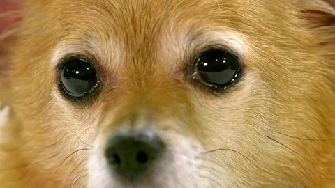 Chihuahua on white background Stock Footage 72744178