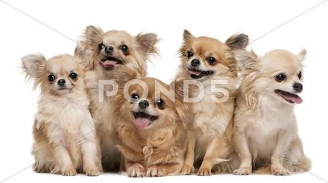 Chihuahuas, 14 years old, 11 years old, 5 years old, 3 years old, 1 year old, si Stock Photos