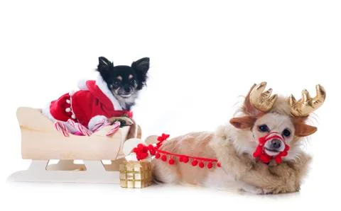 Chihuahuas and sledge Stock Photos