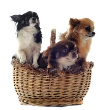 Chihuahuas in basket Stock Photos