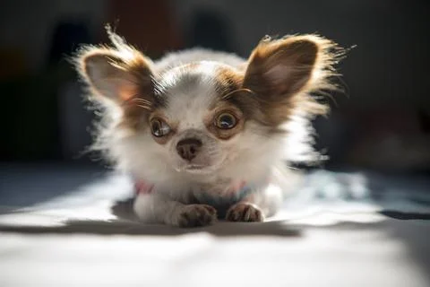 Chihuahuas basking in the sun Stockfoto's