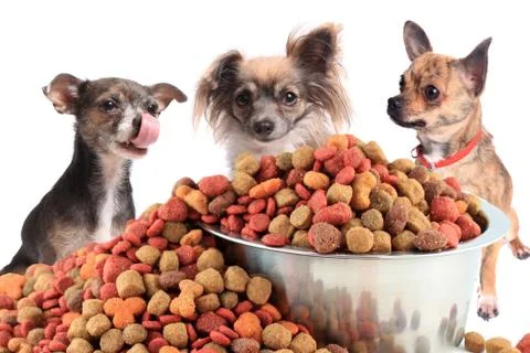 Chihuahuas Stock Illustration