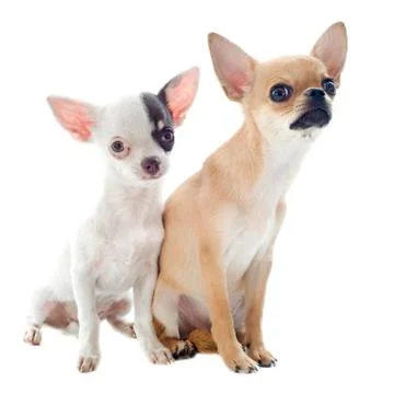 Chihuahuas Foto stock