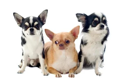 Chihuahuas Stock Photos