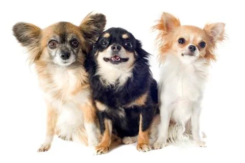 Chihuahuas Stock Photos