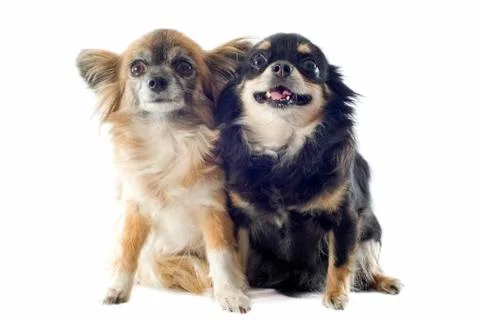 Chihuahuas Stock Photos