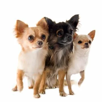 Chihuahuas Stock Photos