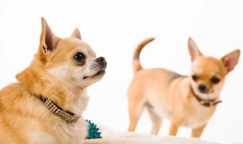 Chihuahuas Foto stock