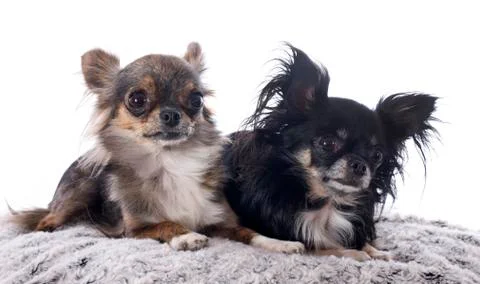 Chihuahuas Stock Photos