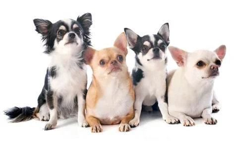 Chihuahuas Stock Photos