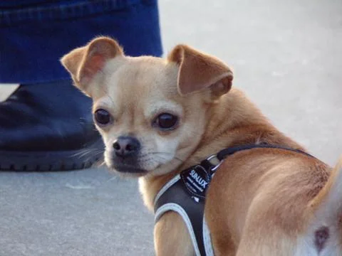 Chihuahuas Stock Photos