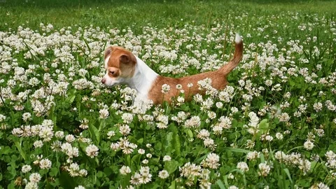 Chihuahuas run in the flowering clover Video stock 120551453
