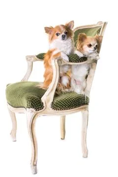 Chihuahuas in studio Stock Photos