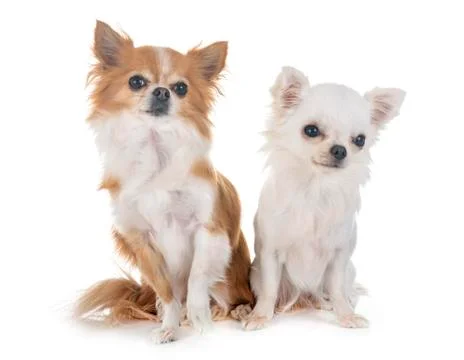 Chihuahuas in studio Stock Photos
