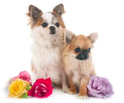 Chihuahuas in studio Stock Photos