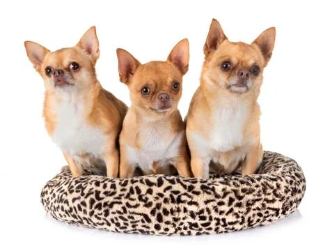 Chihuahuas in studio Stock Photos