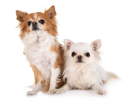 Chihuahuas in studio Stock Photos