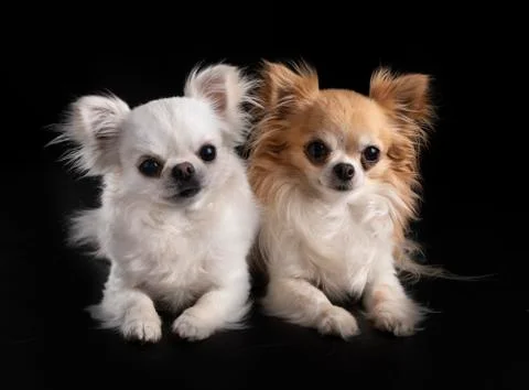 Chihuahuas in studio Stock Photos