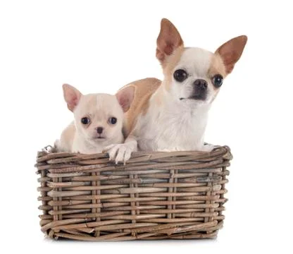 Chihuahuas in studio Stock Photos