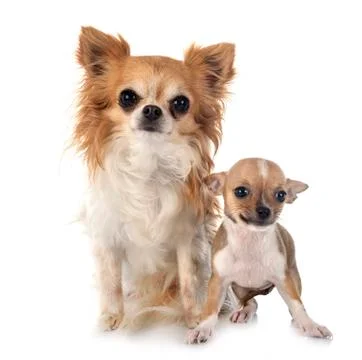 Chihuahuas in studio Stock Photos