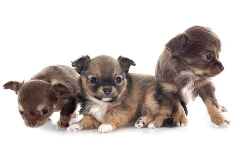 Chihuahuas in studio Stock Photos