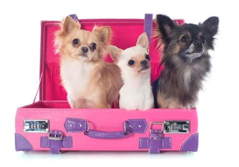 Chihuahuas in suitcase Stock Photos