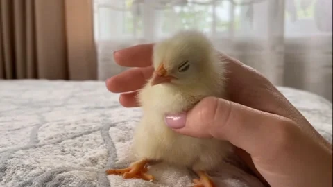 Chik playing owner hand Stock-Footage 214665036