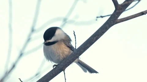 Chikadee on a branch Stock Footage 328428510
