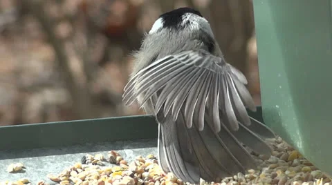 Chikadee Leaves Birdfeeder Vidéo 22558024