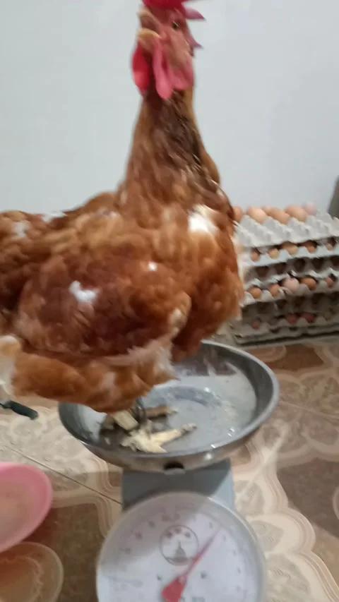 Chiken Big size Video stock 168701564