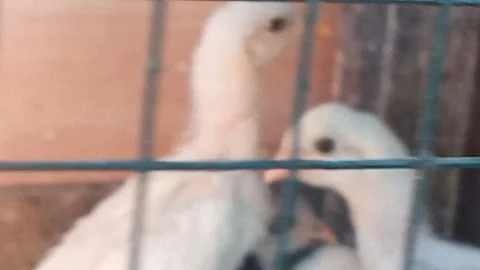 Chiken diner 库存影片 202618463