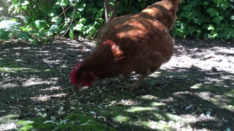 A chiken eats wheat Stock Footage 152050671