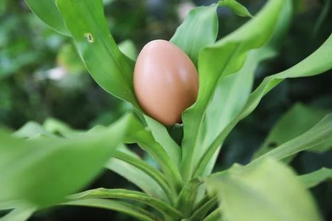 Chiken egg Stock Photos