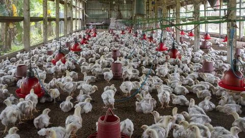 Chiken Farm. Stock Photos